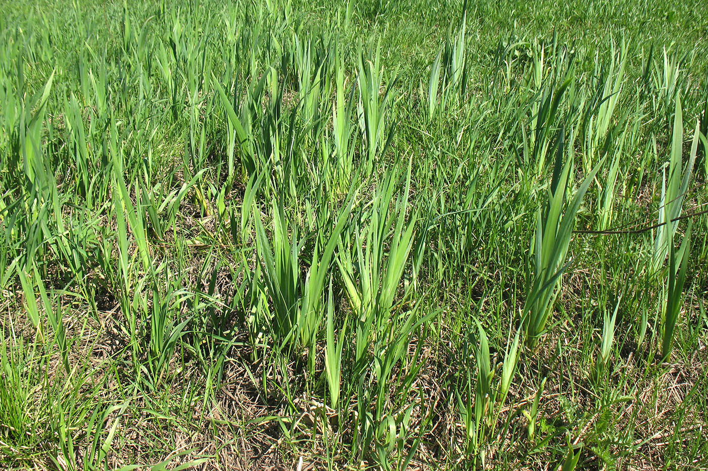 Image of Iris pseudacorus specimen.