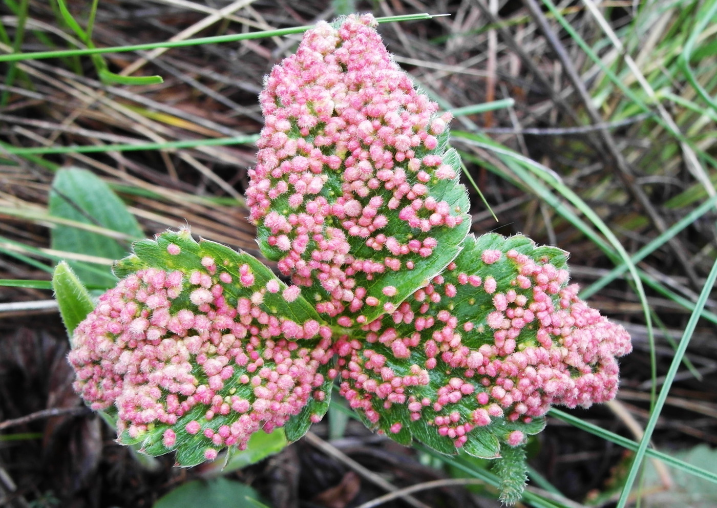 Image of Fragaria viridis specimen.