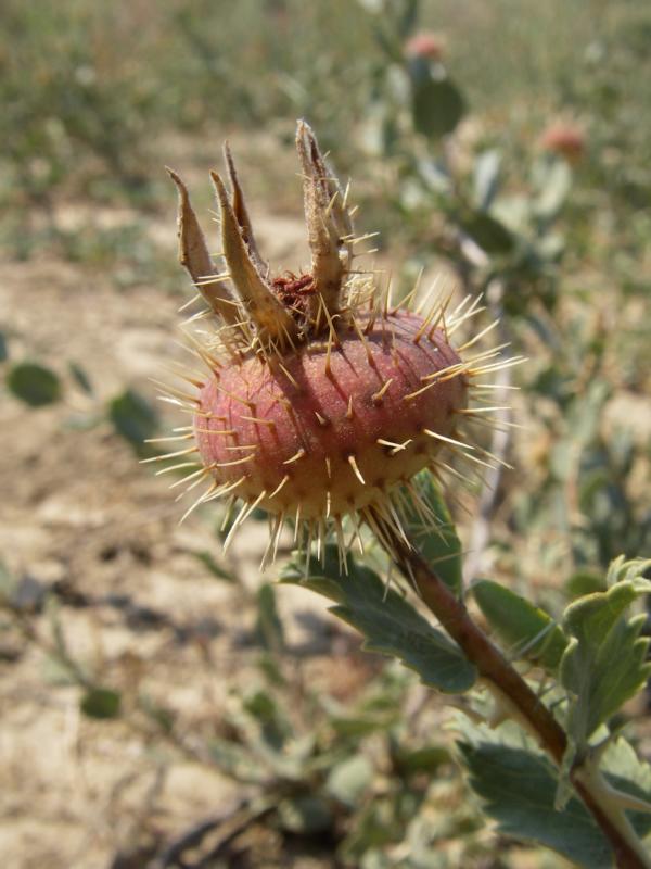 Image of Rosa berberifolia specimen.