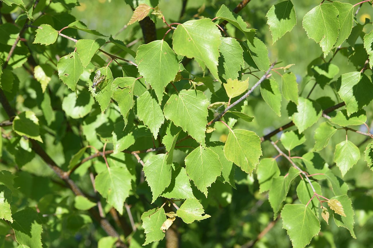 Изображение особи Betula pendula.