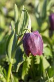 Fritillaria latifolia. Верхушка цветущего растения. Абхазия, Гагрский р-н, гора Мамдзышха, выс. 1851 м н.у.м., альпийский луг. 15.05.2021.