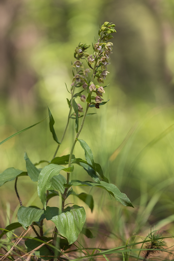 Изображение особи Epipactis helleborine.