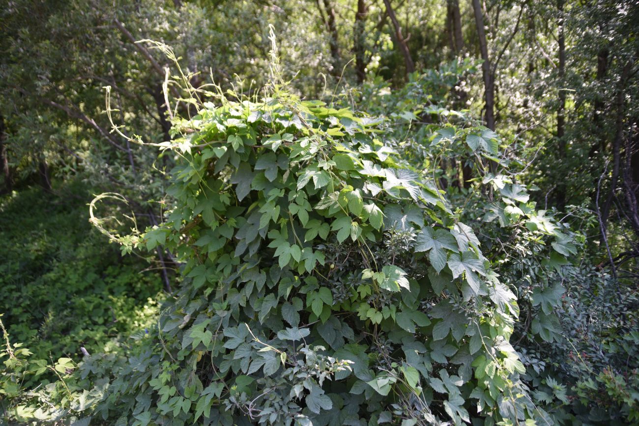 Изображение особи Humulus lupulus.