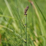 Equisetum fluviatile