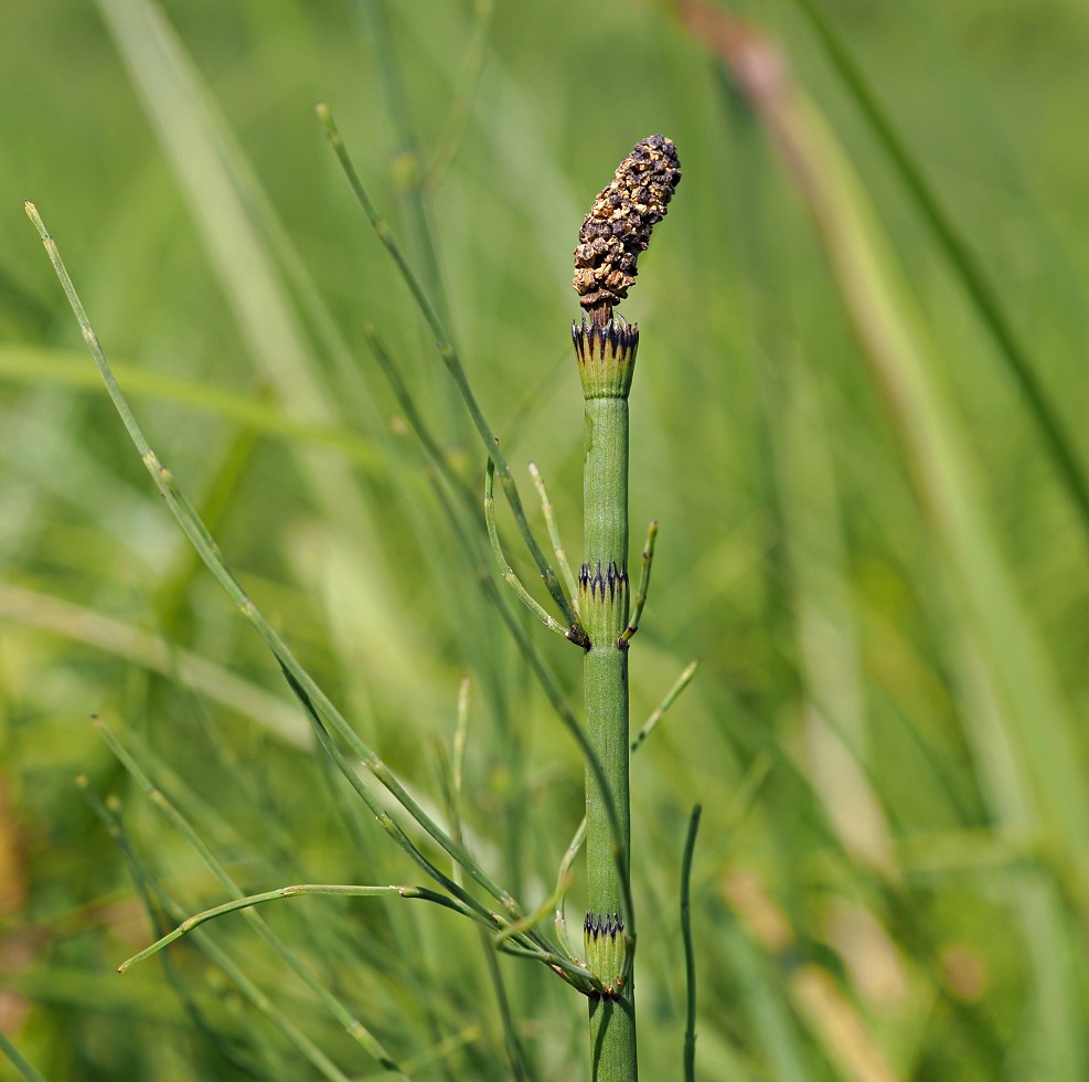 Изображение особи Equisetum fluviatile.