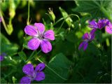 Geranium palustre