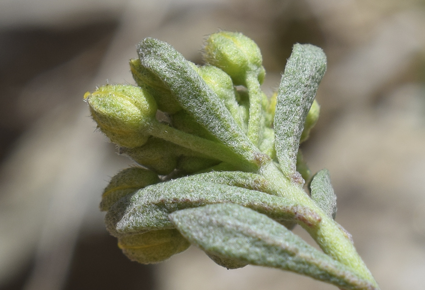 Image of Alyssum cacuminum specimen.