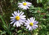 Aster ageratoides