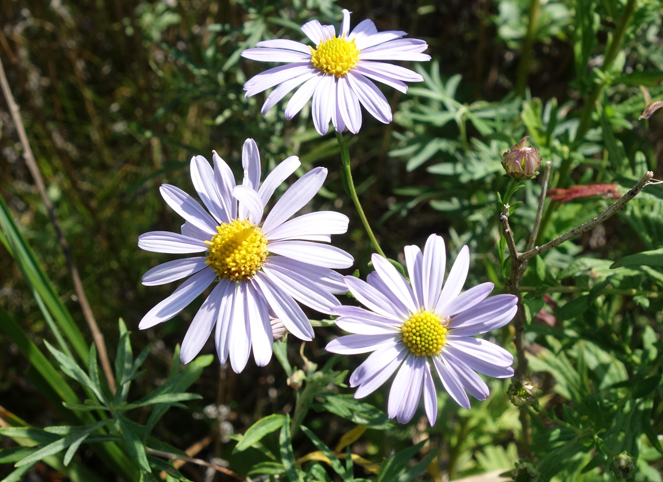 Image of Aster ageratoides specimen.