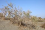 Salsola richteri
