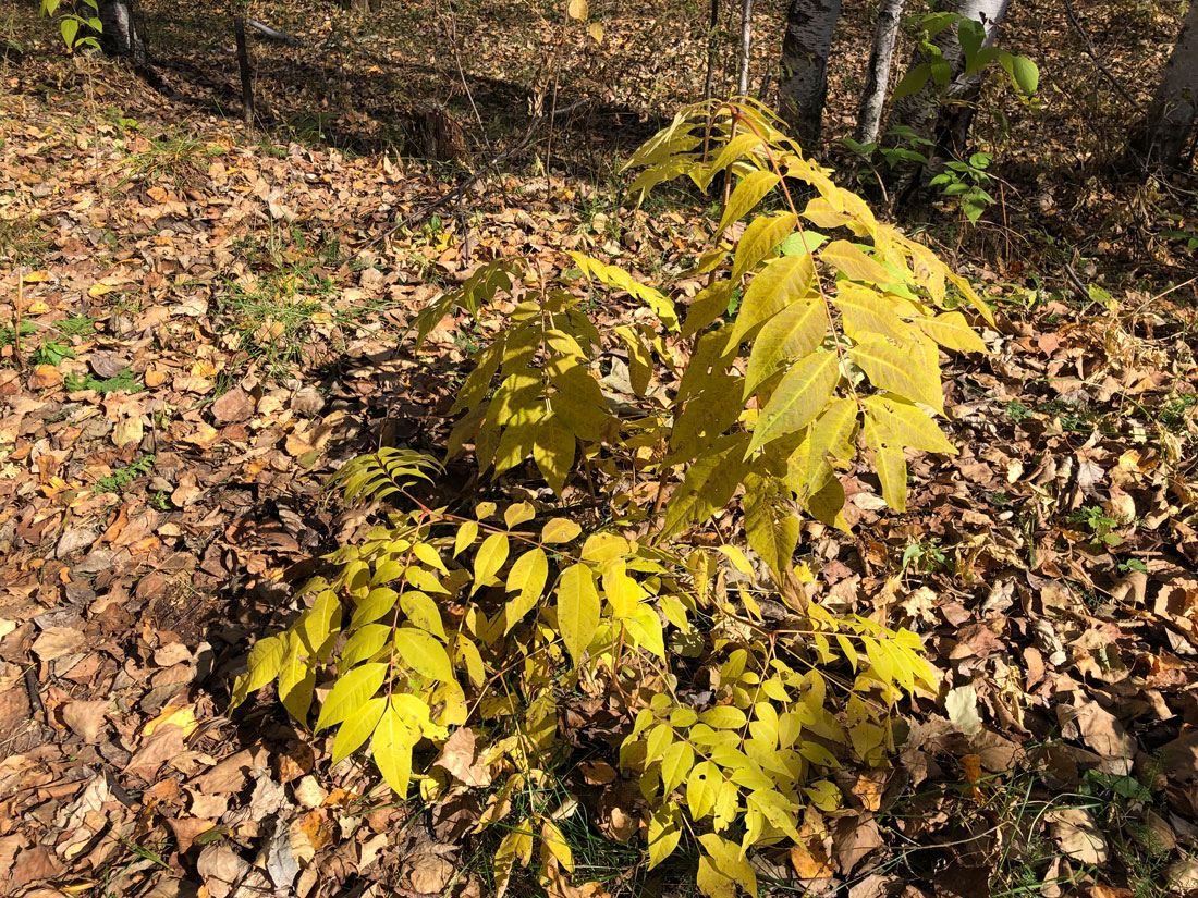 Изображение особи Phellodendron amurense.