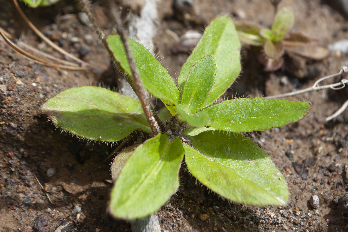 Image of Veronica grandiflora specimen.