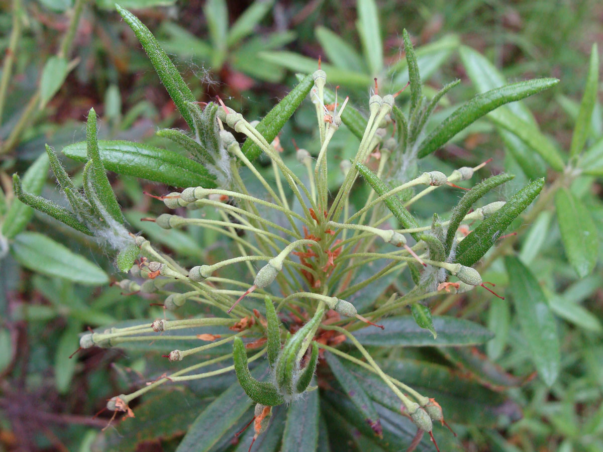 Image of Ledum maximum specimen.