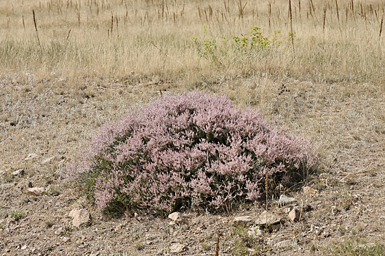 Изображение особи Atraphaxis virgata.