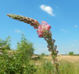 Onobrychis viciifolia