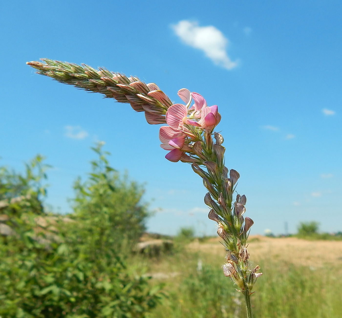 Image of Onobrychis viciifolia specimen.