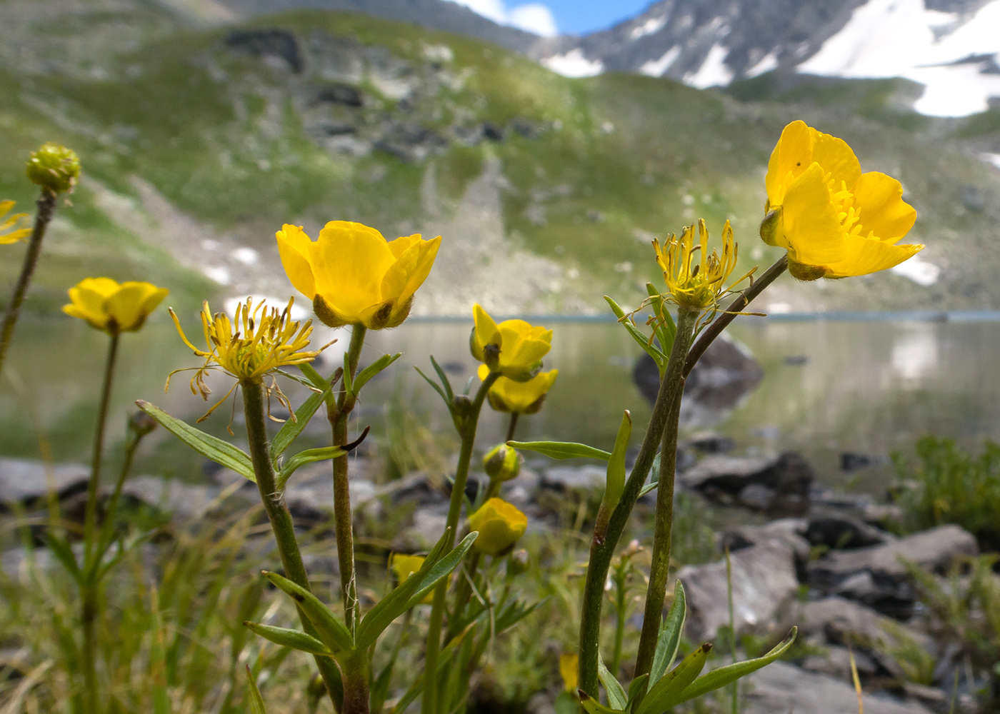 Image of Ranunculus brachylobus specimen.