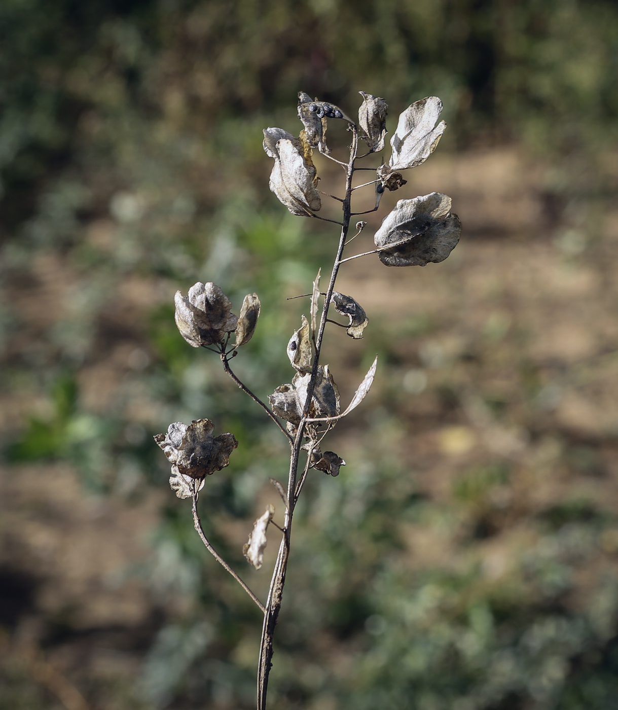 Image of Thlaspi arvense specimen.