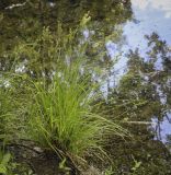 Carex elongata. Плодоносящее растение. Владимирская обл., окр. г. Александров, сосновый бор, берег пруда. 10.06.2022.