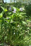Viola &times; litoralis