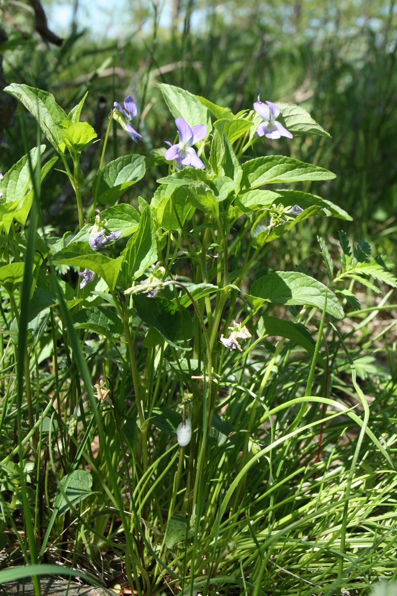 Изображение особи Viola &times; litoralis.