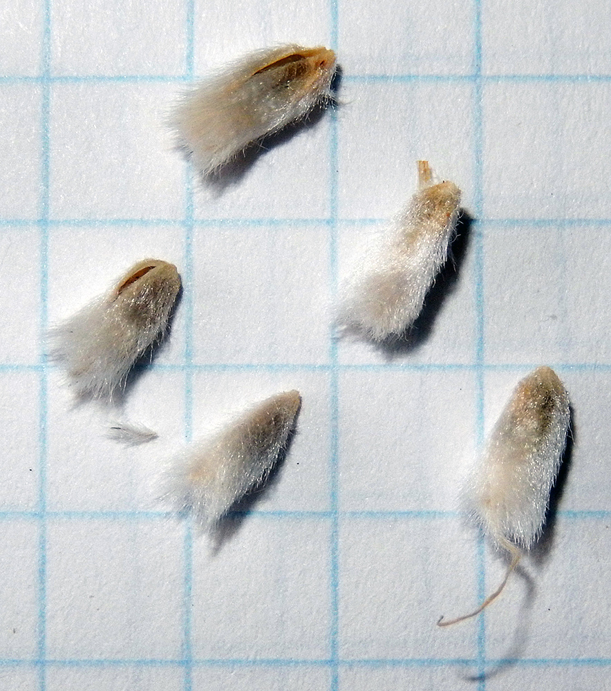 Image of Astragalus arnacanthoides specimen.