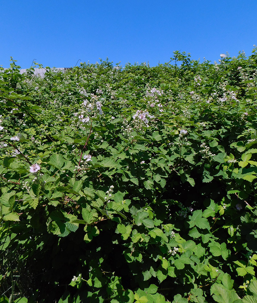 Image of Rubus sanctus specimen.