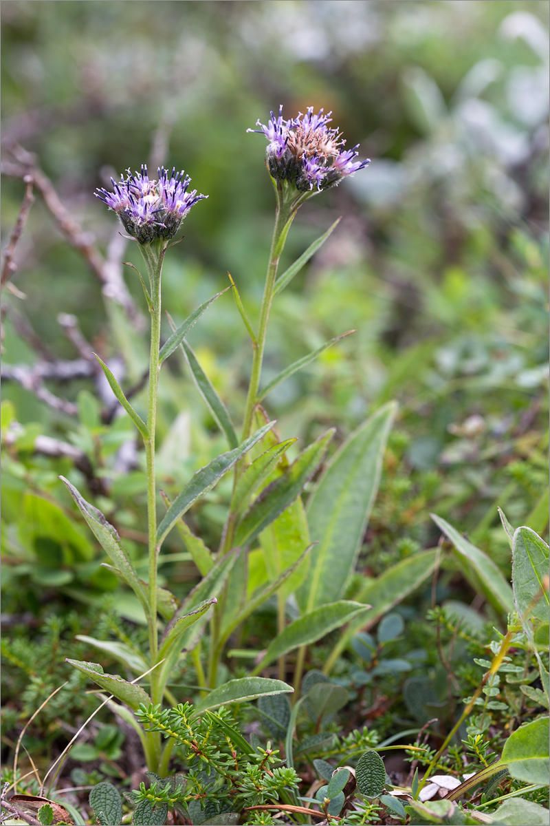 Image of Saussurea alpina specimen.