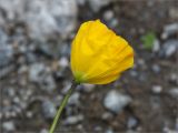 Papaver dahlianum