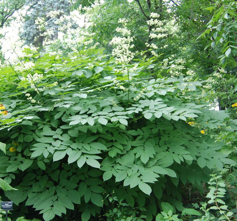 Изображение особи Aralia cordata.