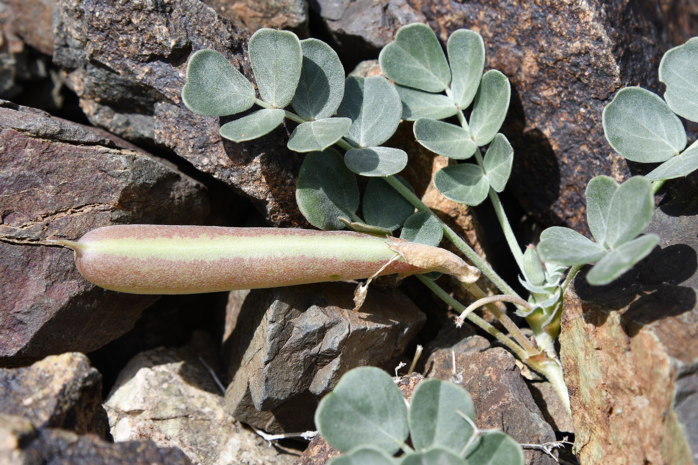 Image of Chesneya dshungarica specimen.