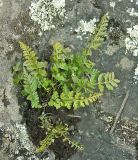 Asplenium altajense