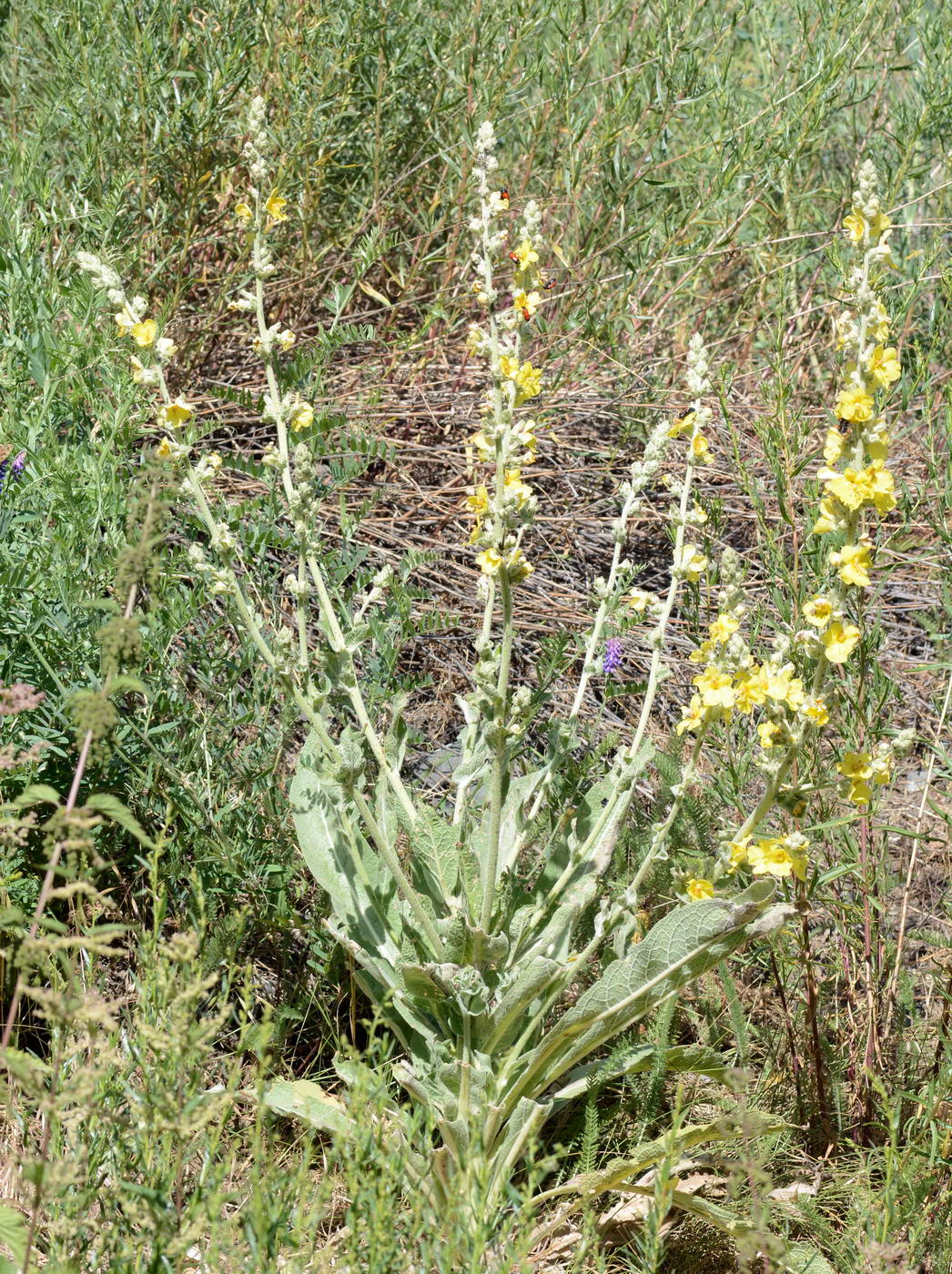 Image of genus Verbascum specimen.