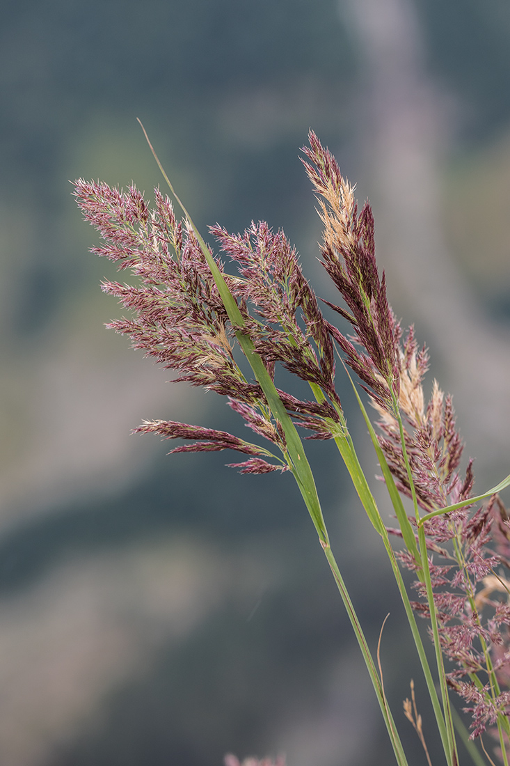 Изображение особи Calamagrostis balkharica.