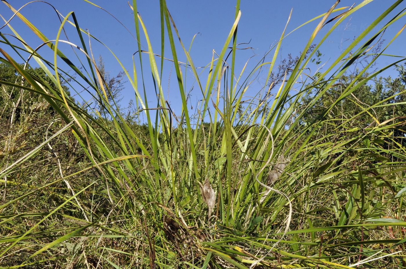 Image of Iris ventricosa specimen.