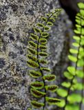 Asplenium trichomanes