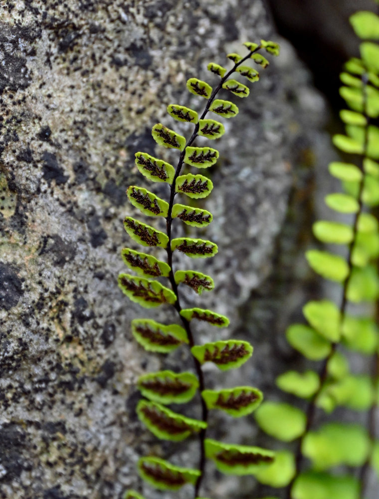 Изображение особи Asplenium trichomanes.