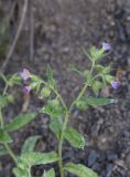 Nonea versicolor