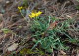 Youngia tenuifolia. Цветущее растение в сосновом лесу. Республика Саха (Якутия), Хангаласский улус, правый берег р. Сиинэ (Синяя), ур. Сердечко, вершина сопки. 25.07.2023.