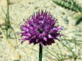 Allium carolinianum