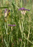 Dianthus versicolor. Верхушки побегов отцветающего растения. Республика Саха (Якутия), Хангаласский улус, левый берег р. Сиинэ (Синяя) выше устья р. Сылбах, каменистый пойменный луг. 28.07.2023.