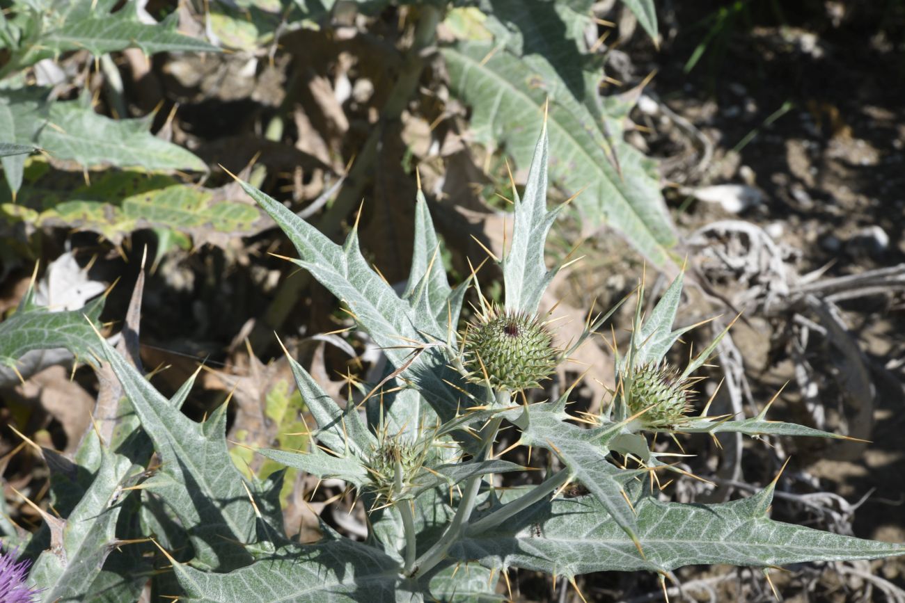 Image of Cirsium argillosum specimen.