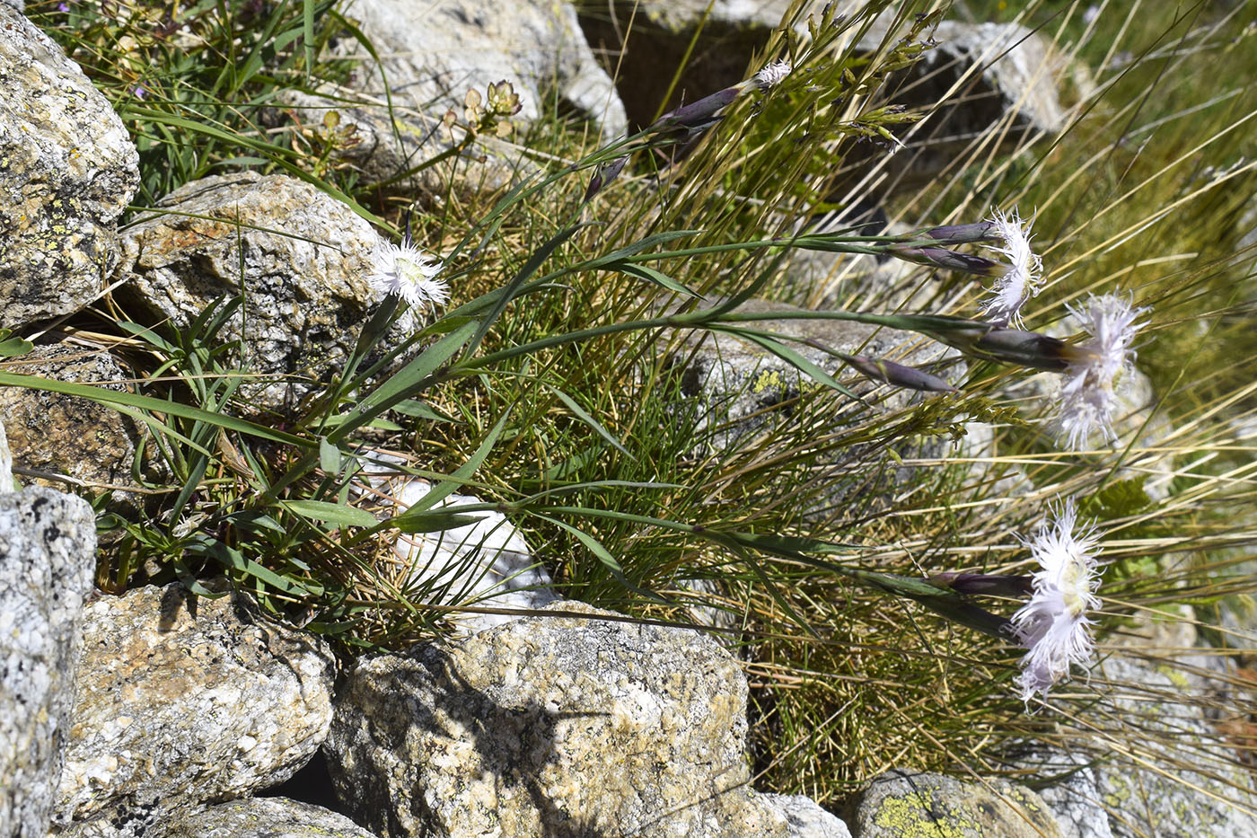 Изображение особи Dianthus hyssopifolius.