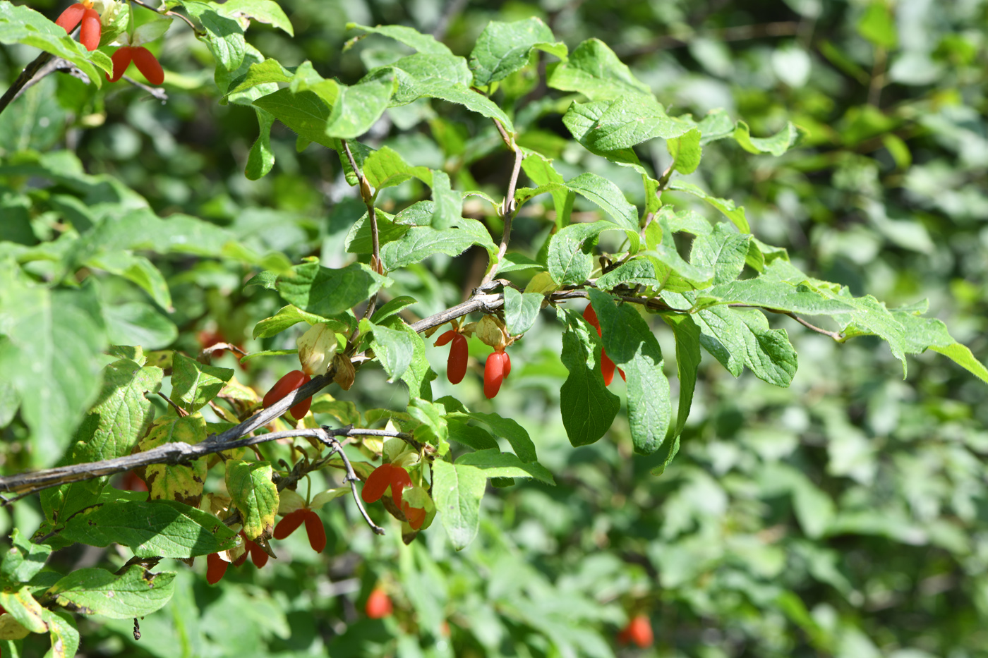 Image of Lonicera hispida specimen.