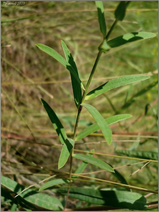 Изображение особи Euphorbia virgata.