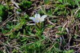 Cerastium purpurascens. Цветущее растение. Дагестан, Гунибский р-н, природный парк \"Верхний Гуниб\", ≈ 1800 м н.у.м., субальпийский луг. 04.05.2022.