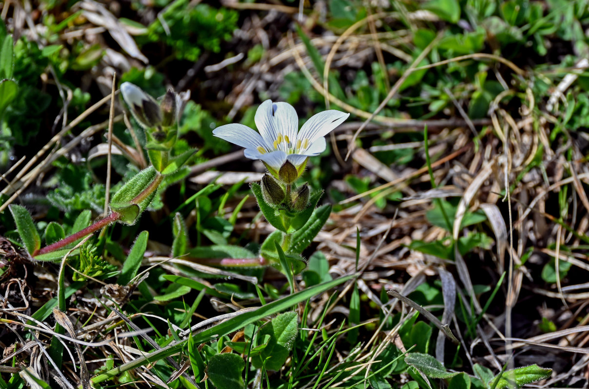 Image of Cerastium purpurascens specimen.