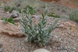 Jurinea pteroclada. Вегетирующее растение. Таджикистан, Согдийская обл., Исфара, пестроцветы. 1 мая 2023 г.