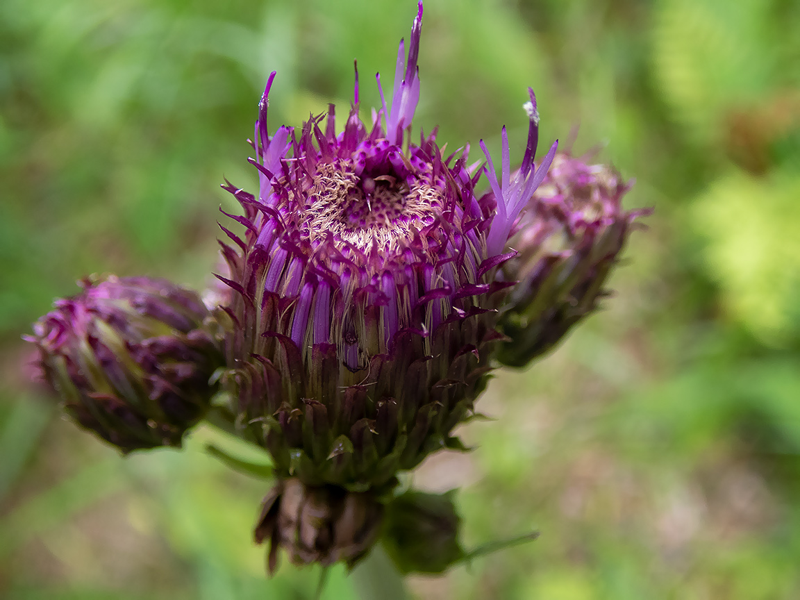 Image of Cirsium heterophyllum specimen.