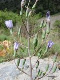 Image of taxon representative. Author is Наталья Бешко